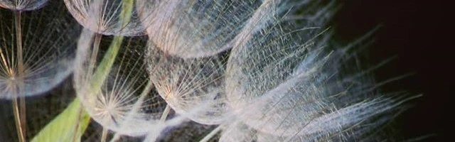 Dandelion seeds