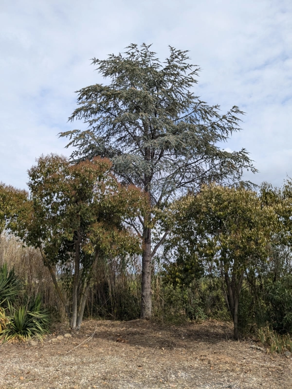 Cedar tree of wisdom