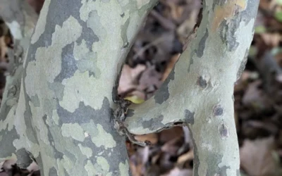 Plane tree message