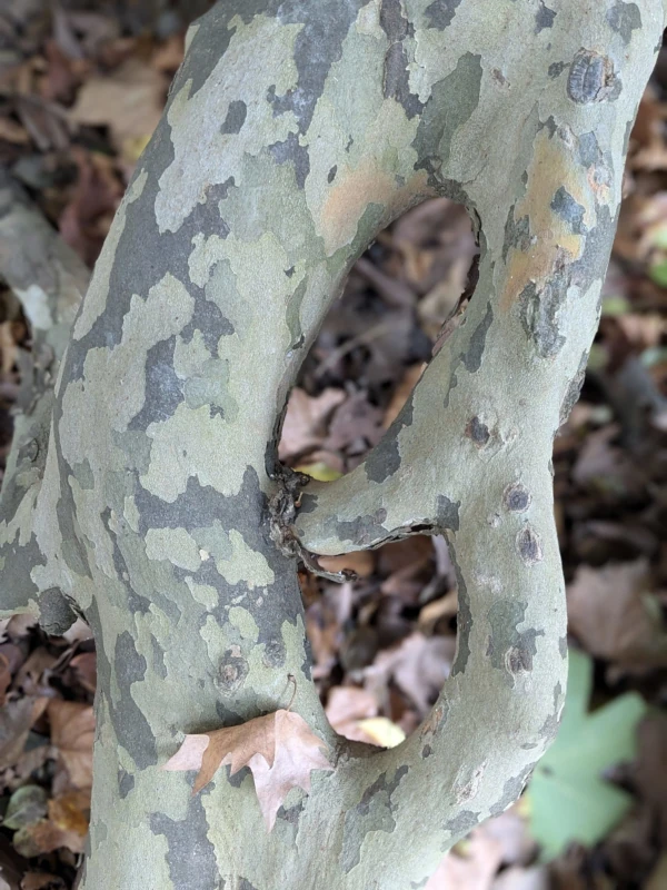 Plane tree message